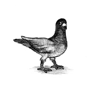 Karnatský poštovní holub
